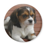 Beagle Puppy Dog Magnet magnets
