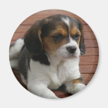 Beagle Puppy Dog Magnet