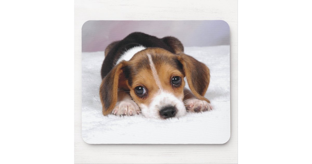 Make Dog Use Puppy Pads Make Dog Use Puppy Pads