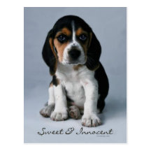 Beagle Puppy Dog Photo Post Cards