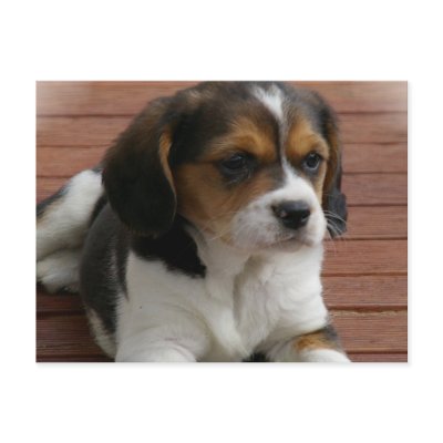 Beagle Puppy Dog Postcard by DogPoundGifts