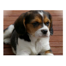Beagle Puppy Dog Postcard