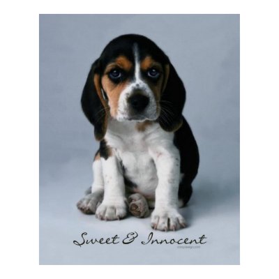 Beagle Puppy Dog Poster by ironydesignphotos