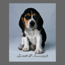 Beagle Puppy Dog Poster