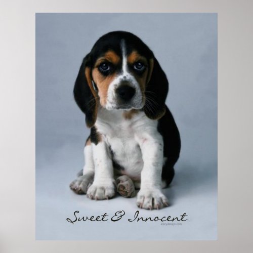 Beagle Puppy Dog Poster print