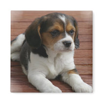 Beagle Puppy Dog Square Magnet
