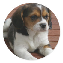 Beagle Puppy Dog Sticker