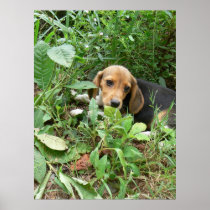 Beagle puppy in grass print