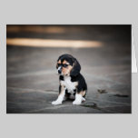 Beagle Puppy In The Shade cards