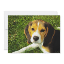Beagle Puppy Invitation