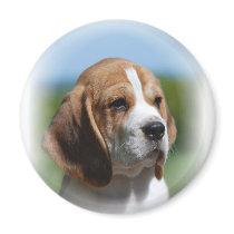 Beagle Puppy Magnet
