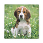 Beagle Puppy Magnet
