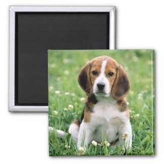 Beagle Puppy Magnet
