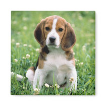 Beagle Puppy magnets