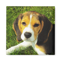 Beagle Puppy Magnet