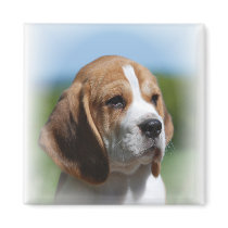 Beagle Puppy Magnet