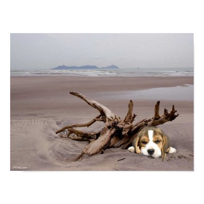Beagle Puppy On The Beach Poster by normagolden