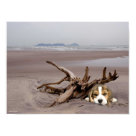 postcard - If you love Beagles and the beach this is the perfect poster for you. It will make a terrific gift for any Beagle lover.