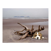 Beagle Puppy On The Beach Poster posters