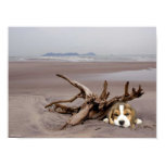 Beagle Puppy On The Beach Poster