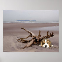 Beagle Puppy On The Beach Poster