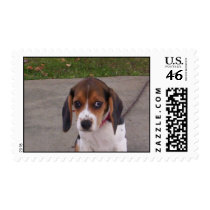 Beagle Puppy postage
