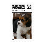 Beagle Puppy Postage Stamp