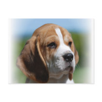 Beagle Puppy Postcard