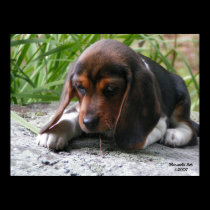 Beagle Puppy Poster posters