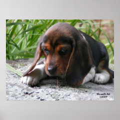 Beagle Puppy Poster print