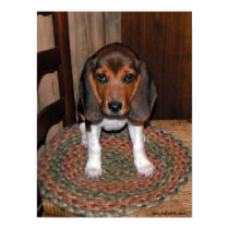 Beagle Puppy Poster posters