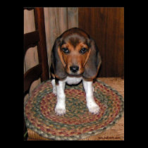 Beagle Puppy Poster posters