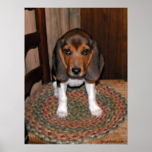 Beagle Puppy Poster