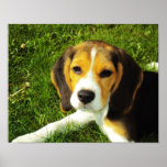 Beagle Puppy Poster posters