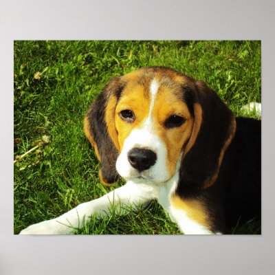 Beagle Puppy Poster by Pet_Zone