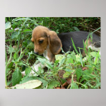 Beagle puppy print