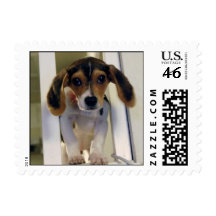 beagle puppy stamp