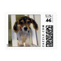 beagle puppy stamp