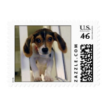 beagle puppy stamp