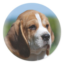 Beagle Puppy Sticker