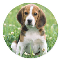 Beagle Puppy Sticker