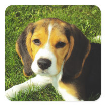 Beagle Puppy Sticker