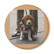 Beagle Puppy Tie magnets