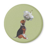 Beagle Puppy White Rose Magnet