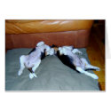 Beagle Pups Lounging cards by buddybs Beagle Pups Lounging cards