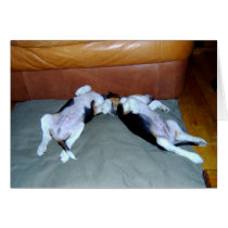 Beagle Pups Lounging cards