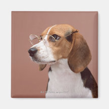 Beagle Refrigerator Magnets