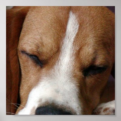 Beagle Snoozing Print by DogPoundGifts