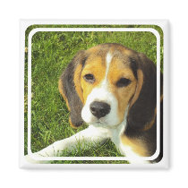 Beagle Square Magnet