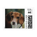 Beagle stamps